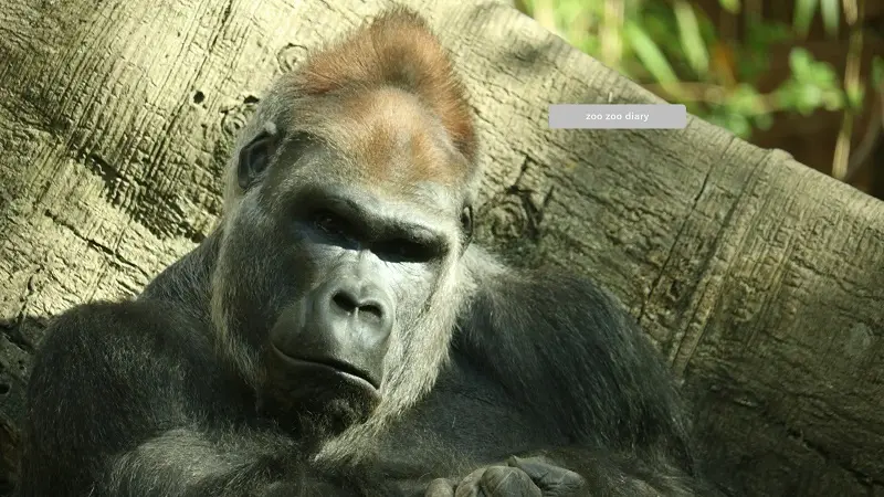 ゴリラ　ブロンクス動物園　アーニー